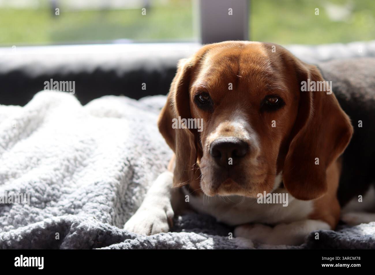 Cane Beagle carino sdraiato sul suo letto. Concetto di animale domestico felice. Foto Stock