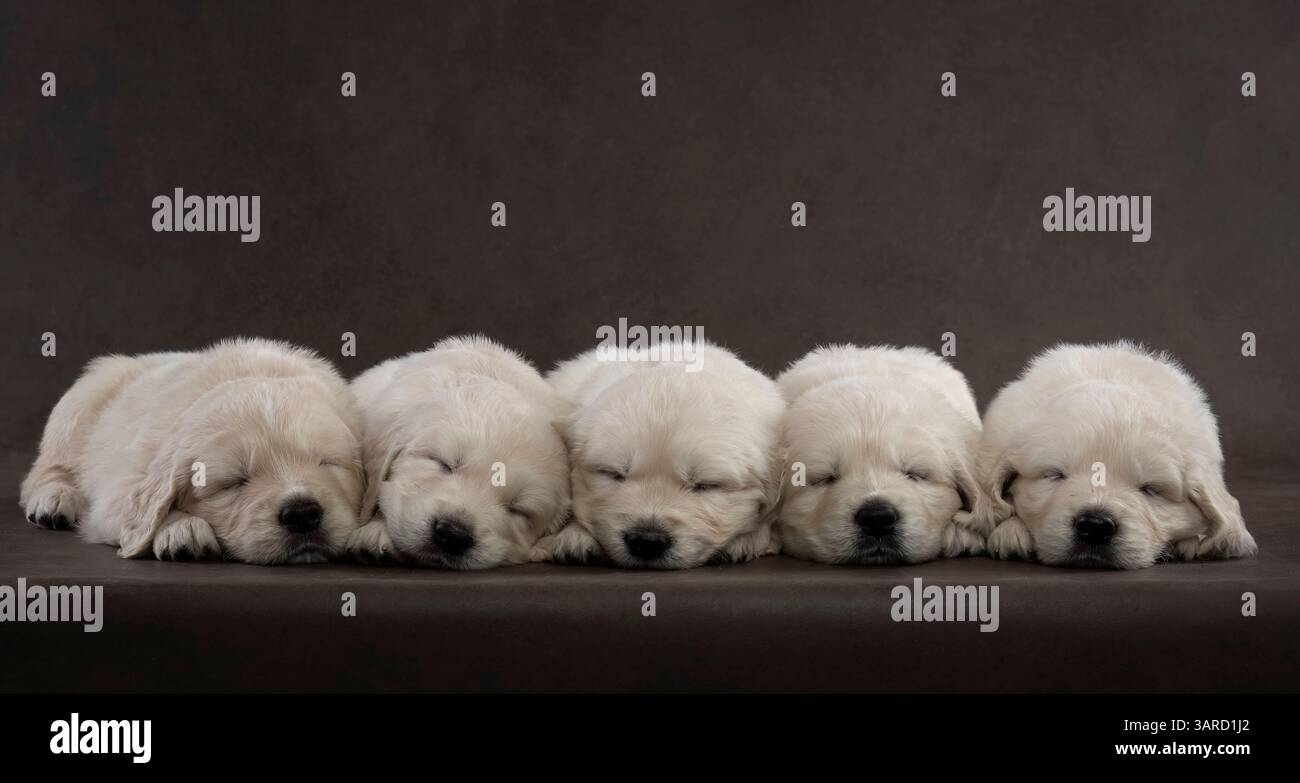 Cinque piccoli cuccioli di Labrador Retriever che dormono insieme in pace, accoccolati in un'accogliente pila, adagiati su uno sfondo morbido e artistico Foto Stock