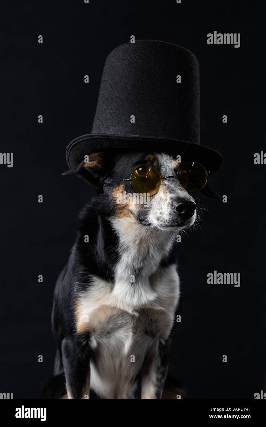 Ritratto di Collie tricolore su sfondo nero, che dondola un cappello e occhiali gialli eleganti, eleganti e pieni di personalità Foto Stock