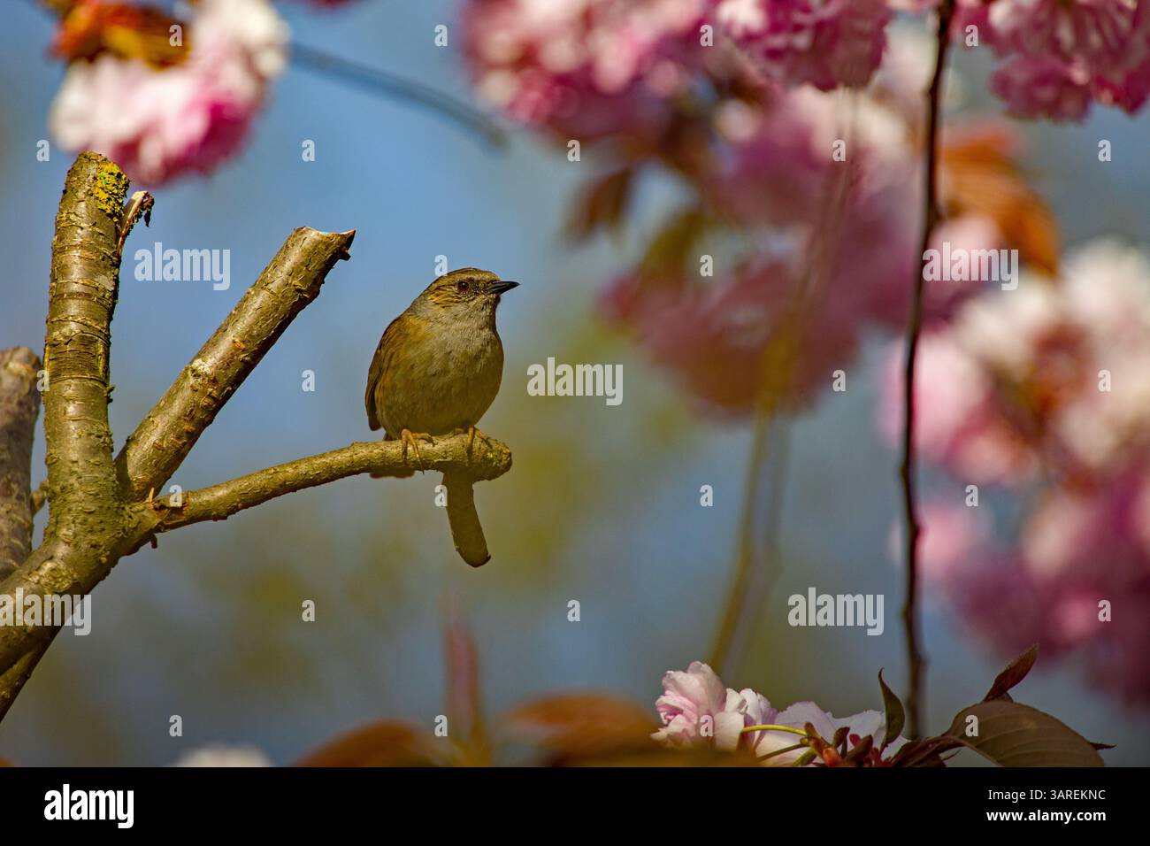 Un nascondiglio su un ramo tra splendidi ciliegi rosa giapponesi in fiore alla luce del sole Foto Stock