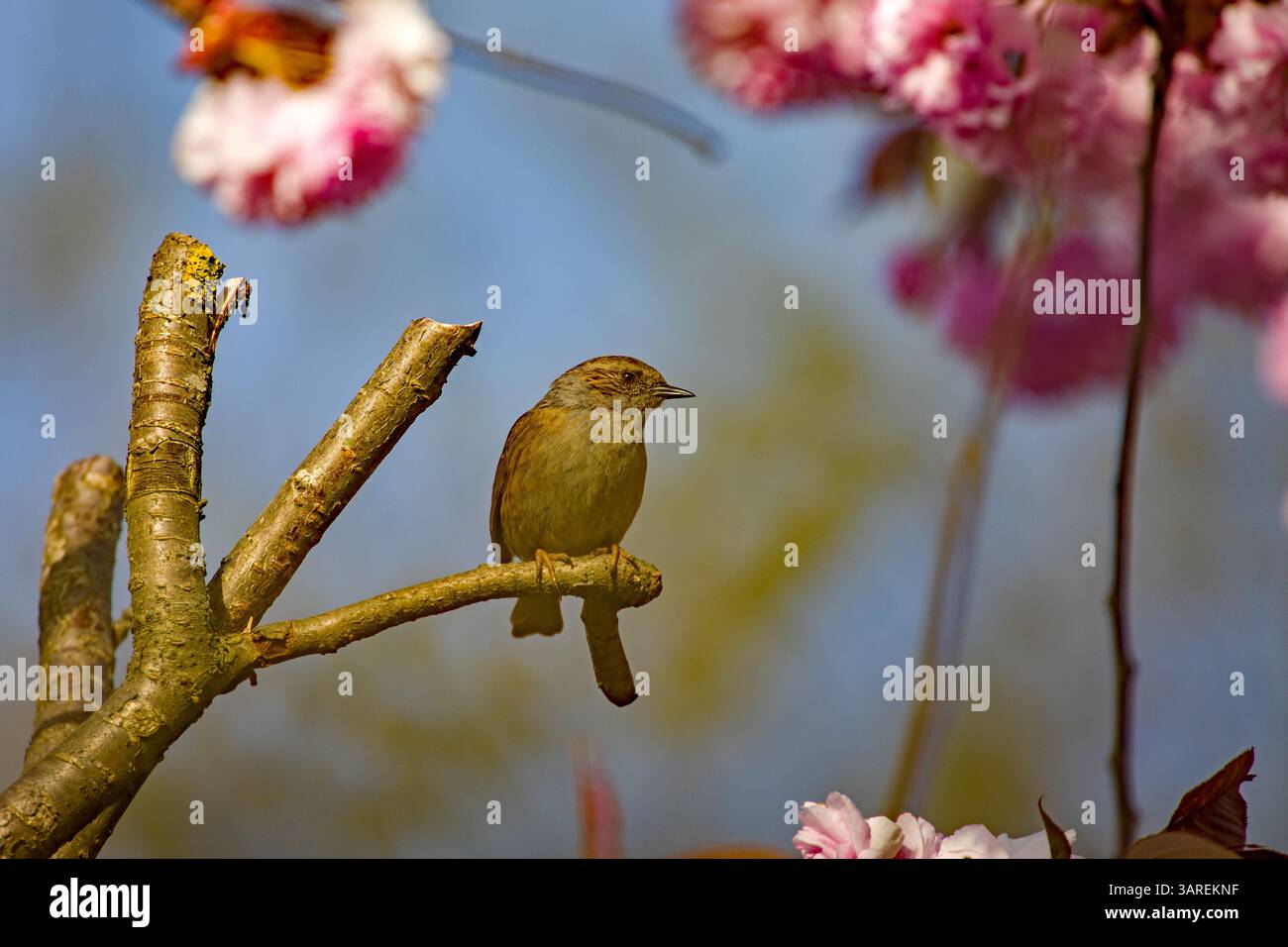 Un nascondiglio su un ramo tra splendidi ciliegi rosa giapponesi in fiore alla luce del sole Foto Stock