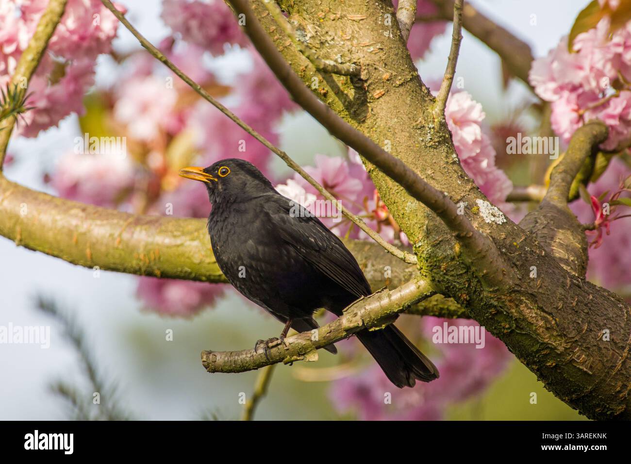 Un uccello nero maschile su un ramo tra splendidi ciliegi giapponesi rosa in fiore alla luce del sole Foto Stock
