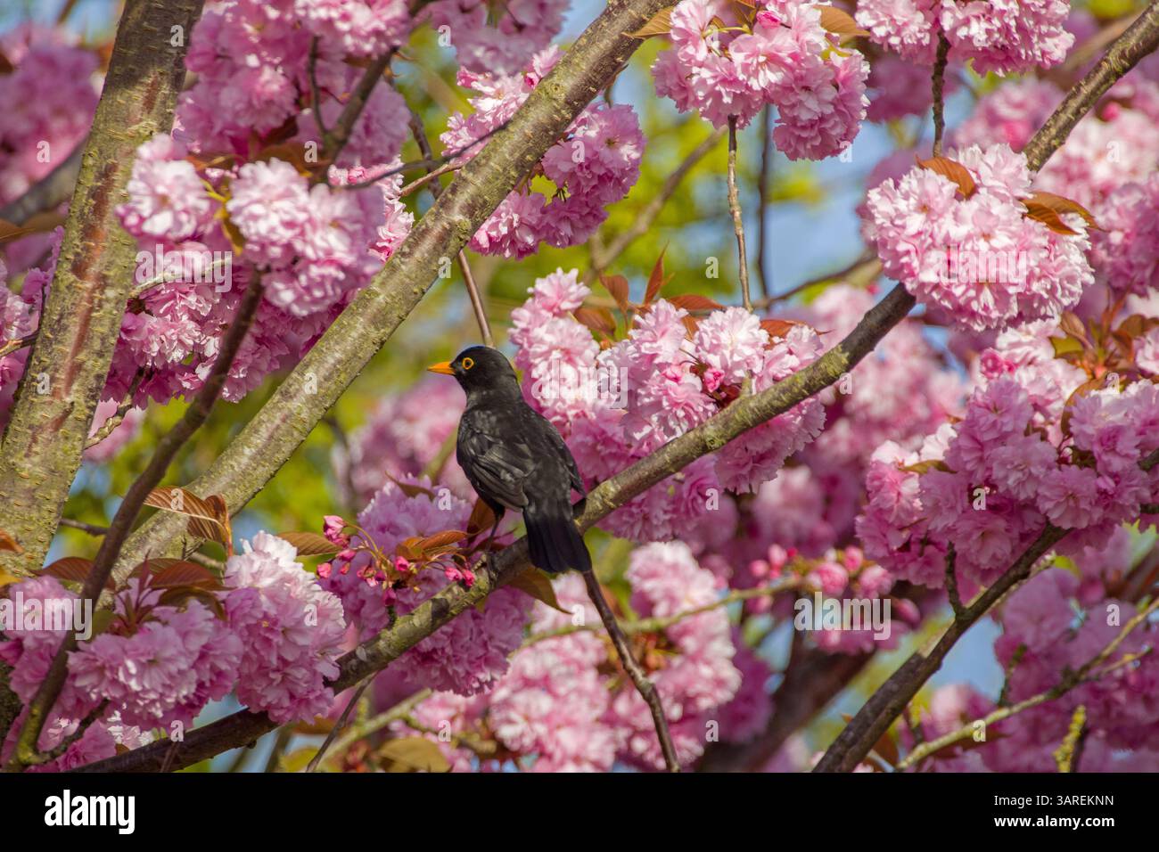 Un uccello nero maschile su un ramo tra splendidi ciliegi giapponesi rosa in fiore alla luce del sole Foto Stock