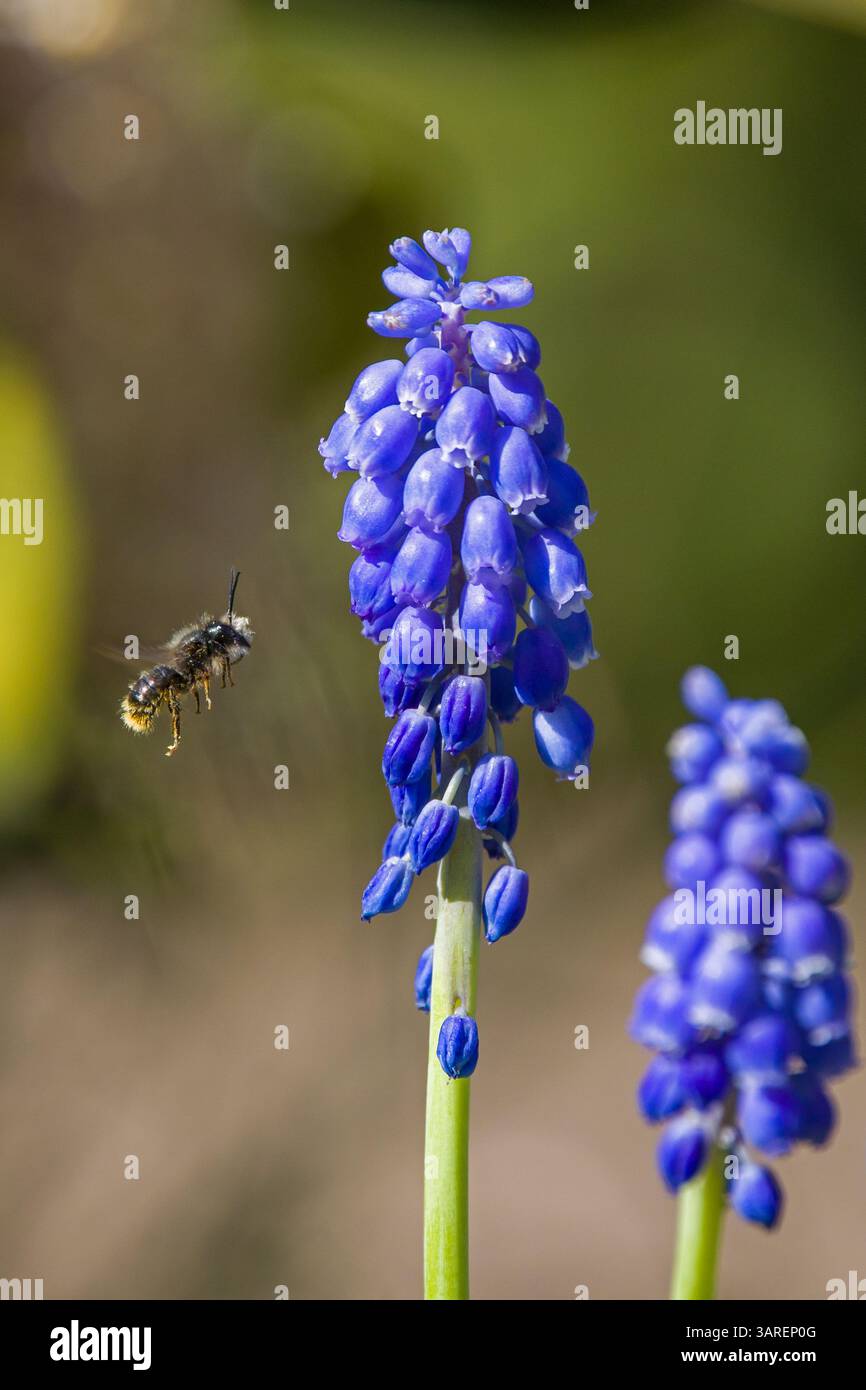 un'ape da miniera di cenere o andrena vola verso i fiori blu del giacinto d'uva alla luce del sole Foto Stock