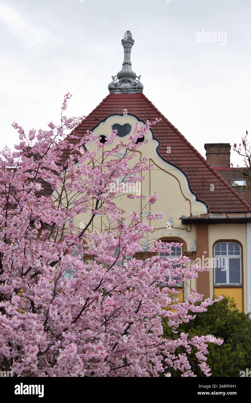 Prunus cerasifera nigra fiorisce all'inizio della primavera nei giardini di Targu Mures Foto Stock