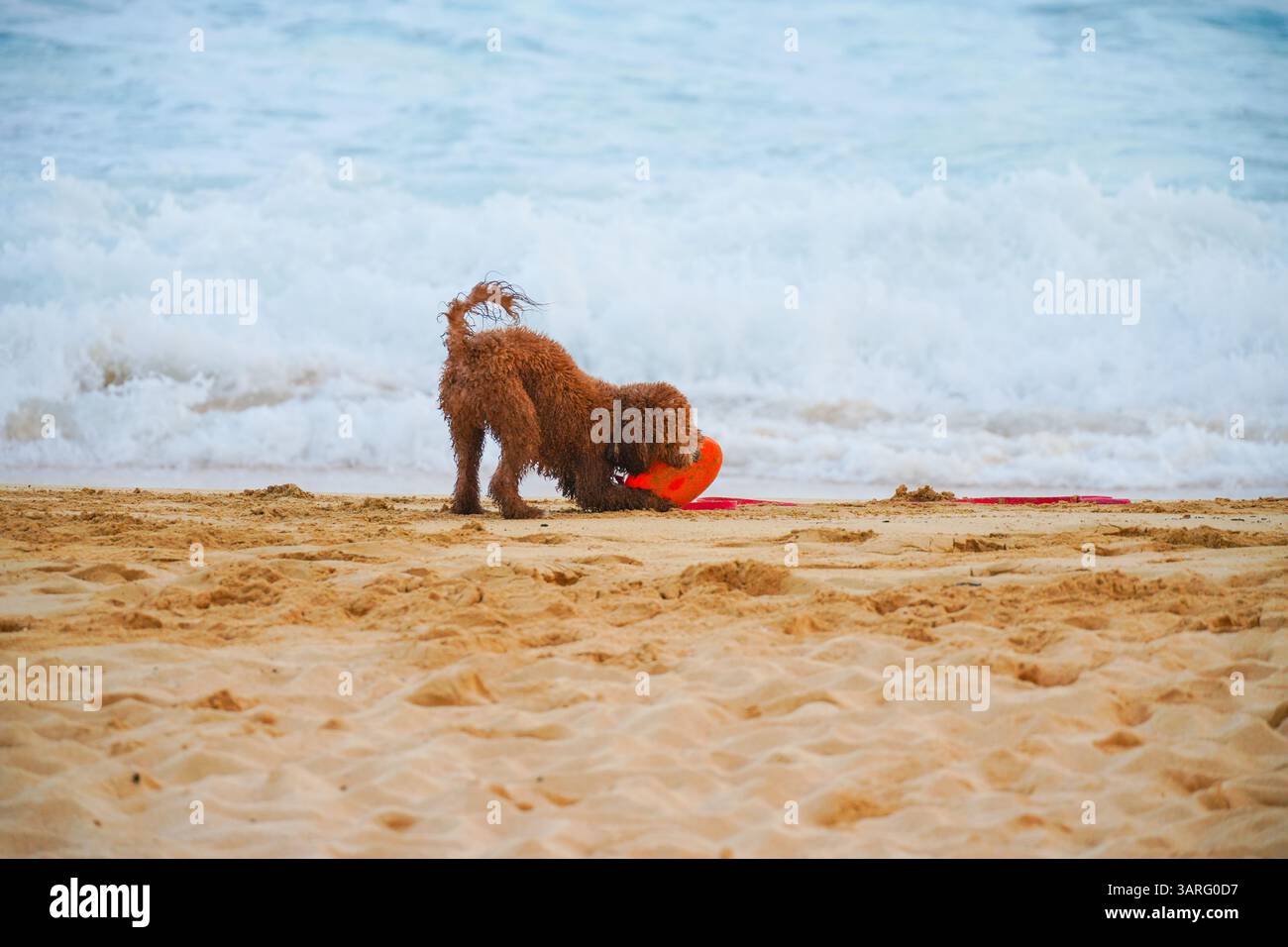 Adorabile Labradoodle marrone bagnato che sorge su una spiaggia sabbiosa con onde oceaniche sullo sfondo. Foto perfette per animali domestici, viaggi, stile di vita in spiaggia, amanti dei cani Foto Stock