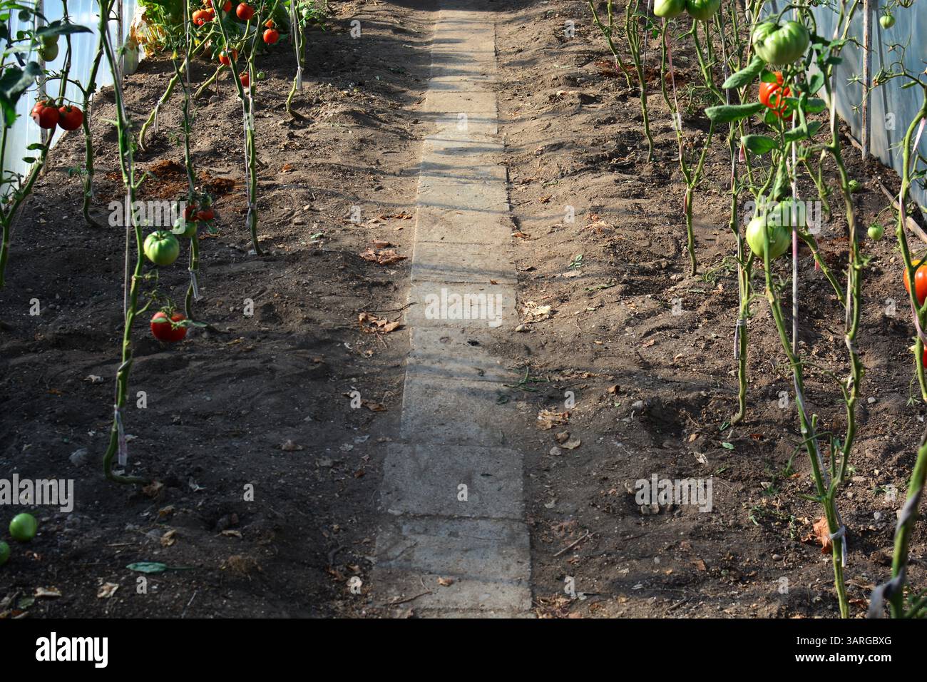 Passerella tra le piante di pomodoro con pomodori maturi che crescono nella casa calda. Foto Stock