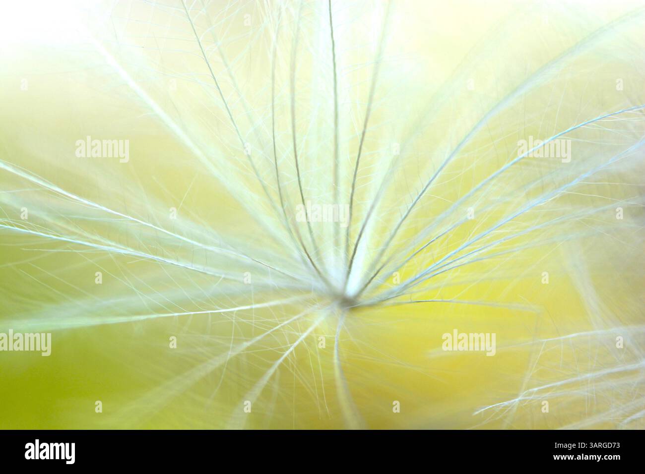 sonchus arvensis dandelion the field milk thistle, field sewthistle, perenne scrofa, corn sew thistle, dindle, gutweed, cardo maiale o albero Foto Stock