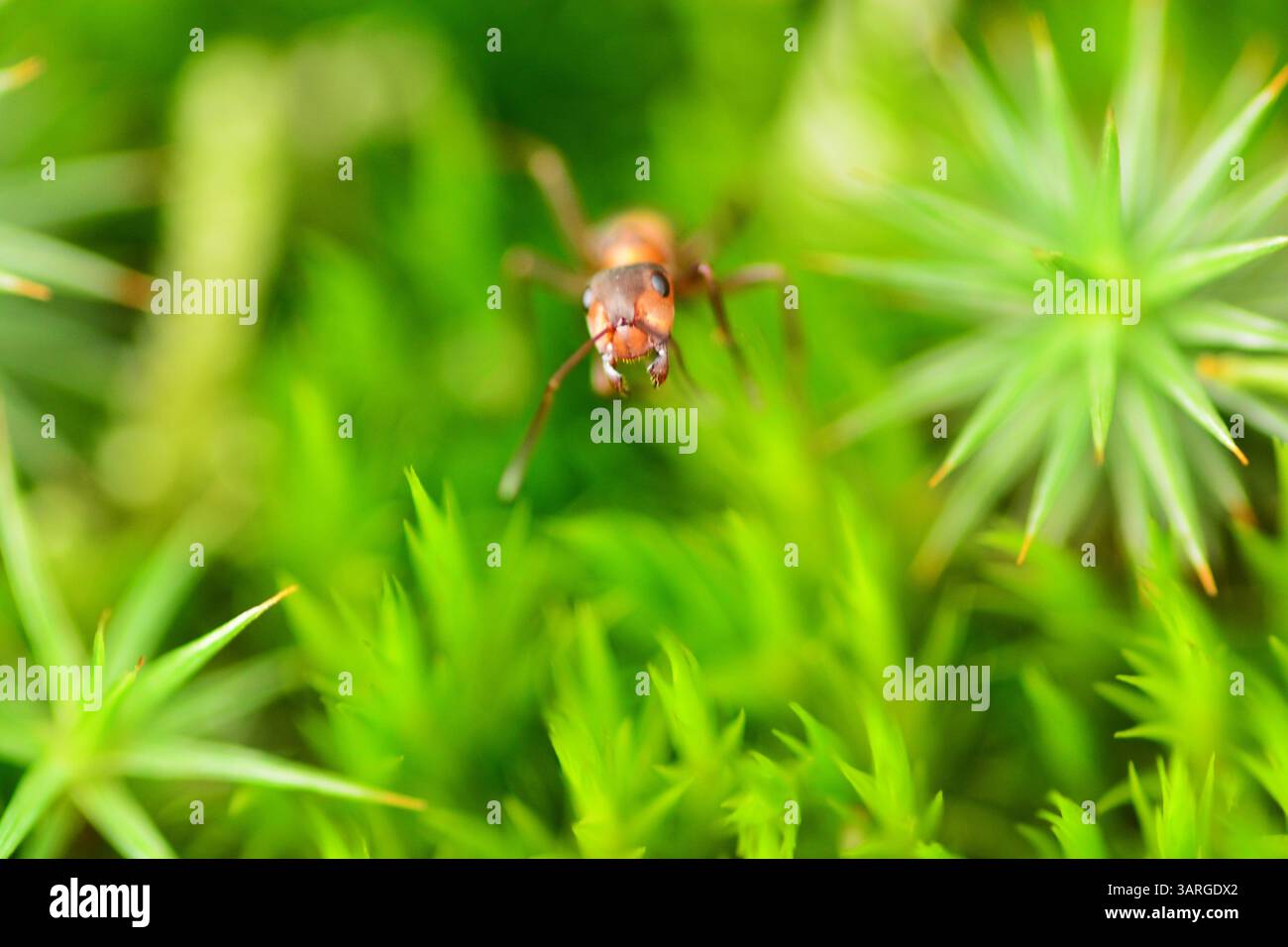 Simpatica testa di insetto in erba verde vista macro ravvicinata Foto Stock