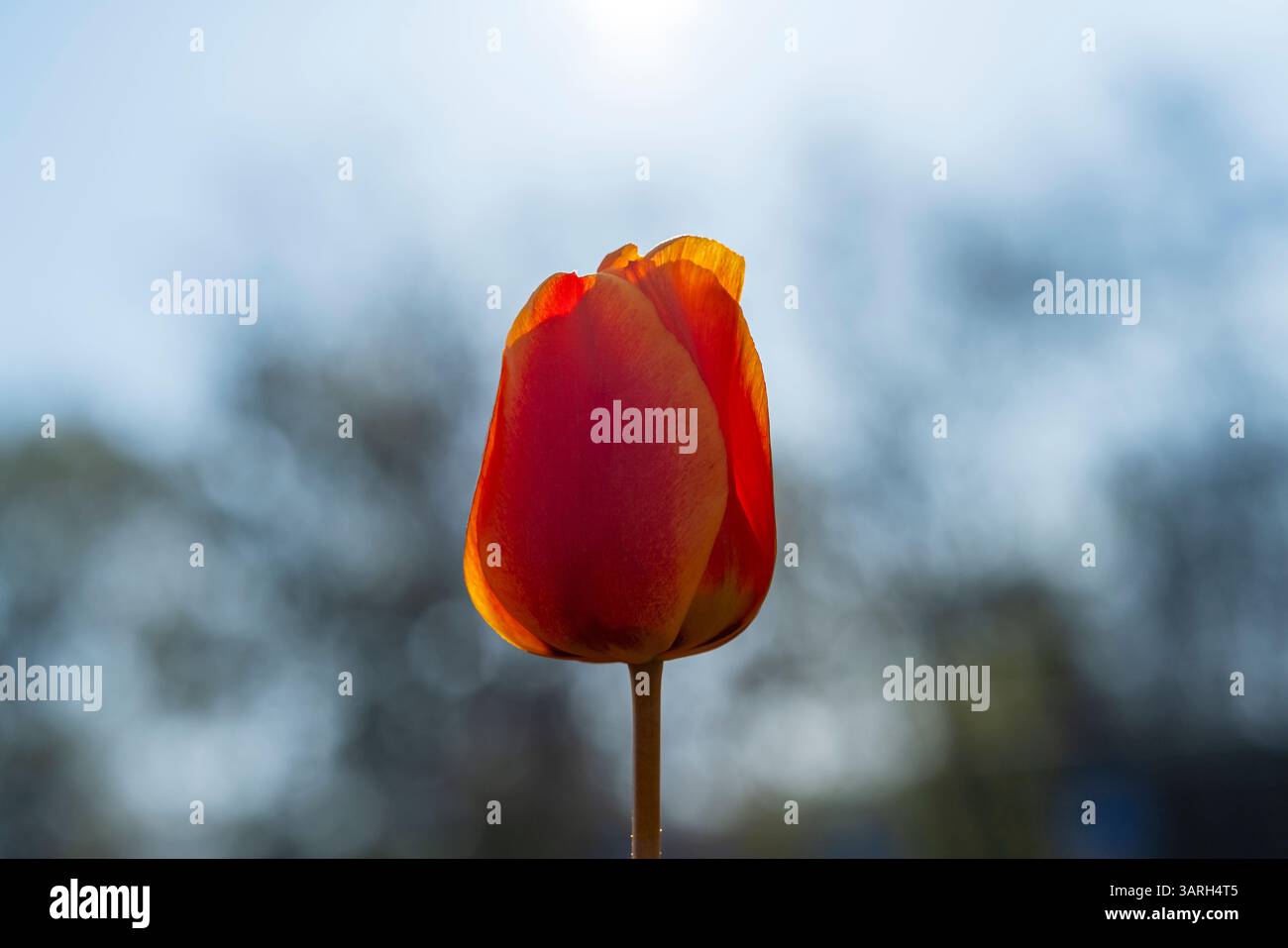 Bellissimo giardino primaverile. bellissimo giardino di tulipani con molti fiori in fiore. Foto Stock