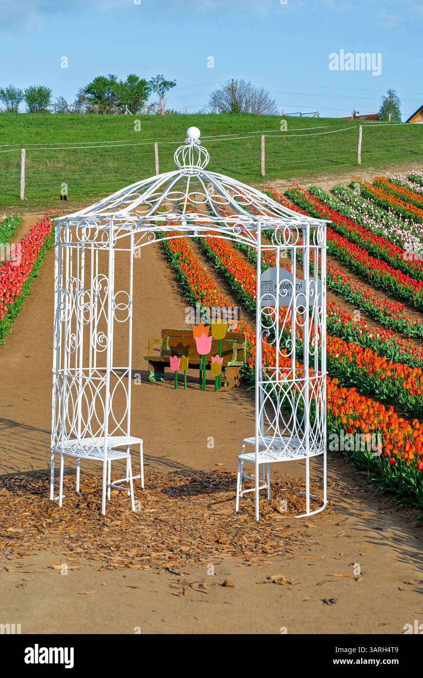 Bellissimo giardino primaverile. bellissimo giardino di tulipani con molti fiori in fiore. Foto Stock