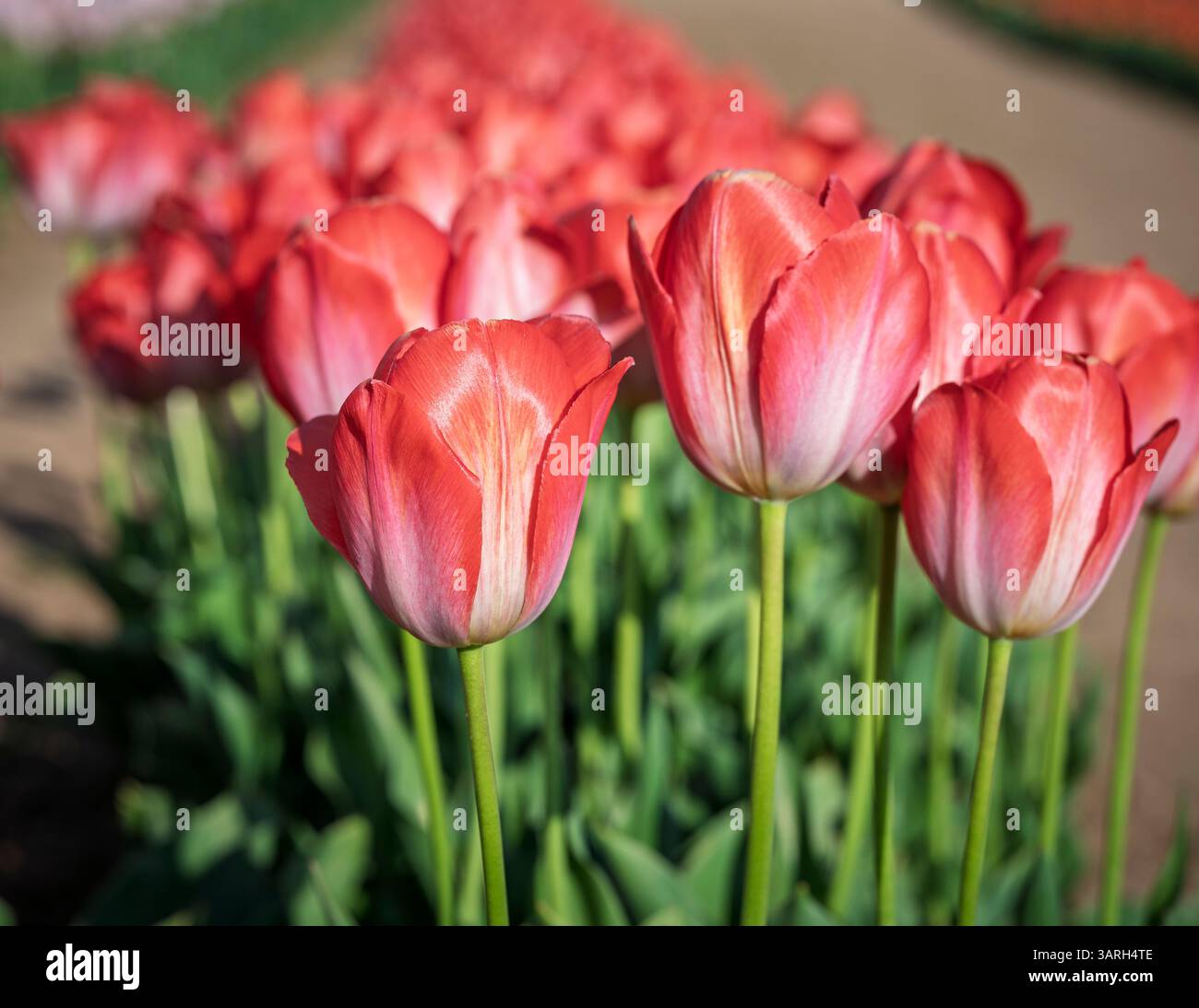 Bellissimo giardino primaverile. bellissimo giardino di tulipani con molti fiori in fiore. Foto Stock