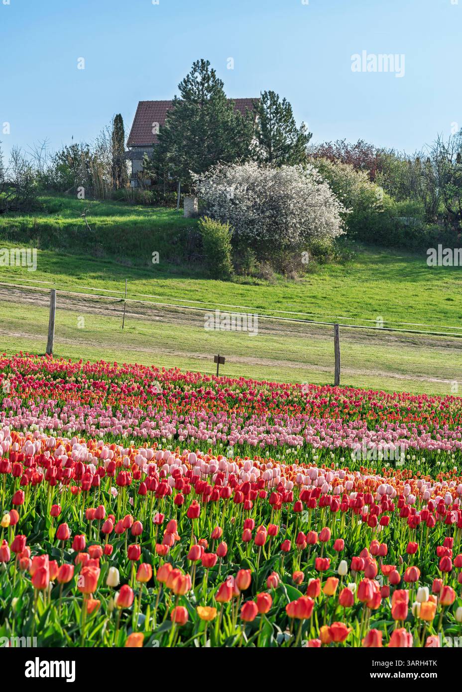 Bellissimo giardino primaverile. bellissimo giardino di tulipani con molti fiori in fiore. Foto Stock