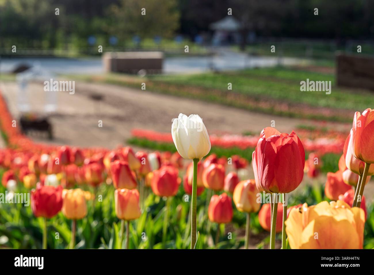 Bellissimo giardino primaverile. bellissimo giardino di tulipani con molti fiori in fiore. Foto Stock