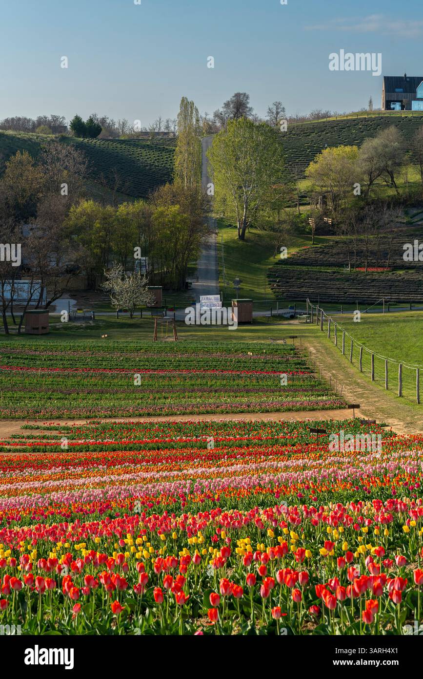 Bellissimo giardino primaverile. bellissimo giardino di tulipani con molti fiori in fiore. Foto Stock