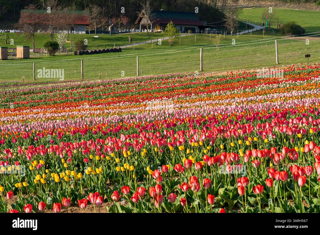 Bellissimo giardino primaverile. bellissimo giardino di tulipani con molti fiori in fiore. Foto Stock