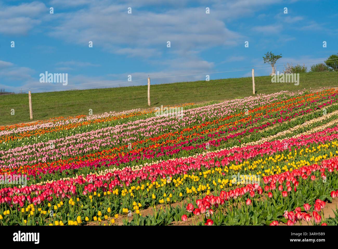 Bellissimo giardino primaverile. bellissimo giardino di tulipani con molti fiori in fiore. Foto Stock