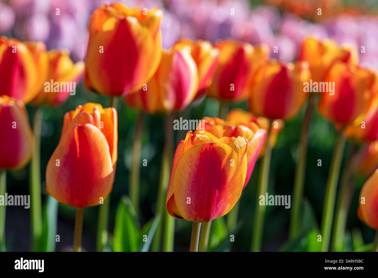 Bellissimo giardino primaverile. bellissimo giardino di tulipani con molti fiori in fiore. Foto Stock