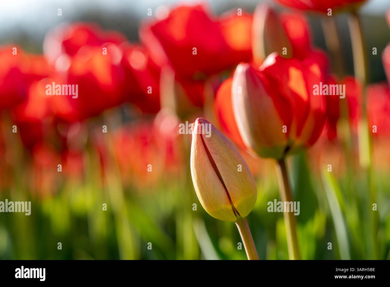 Bellissimo giardino primaverile. bellissimo giardino di tulipani con molti fiori in fiore. Foto Stock