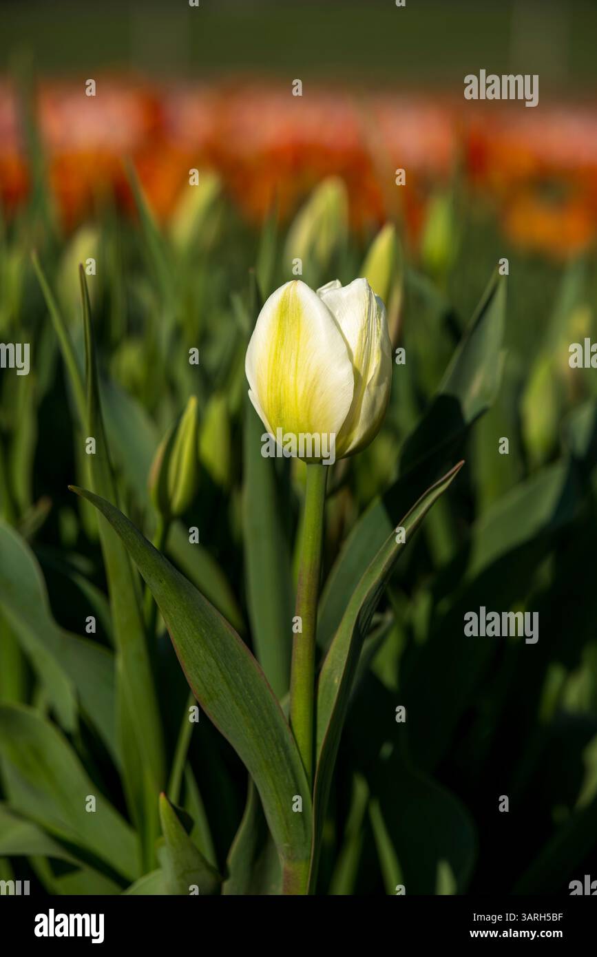 Bellissimo giardino primaverile. bellissimo giardino di tulipani con molti fiori in fiore. Foto Stock