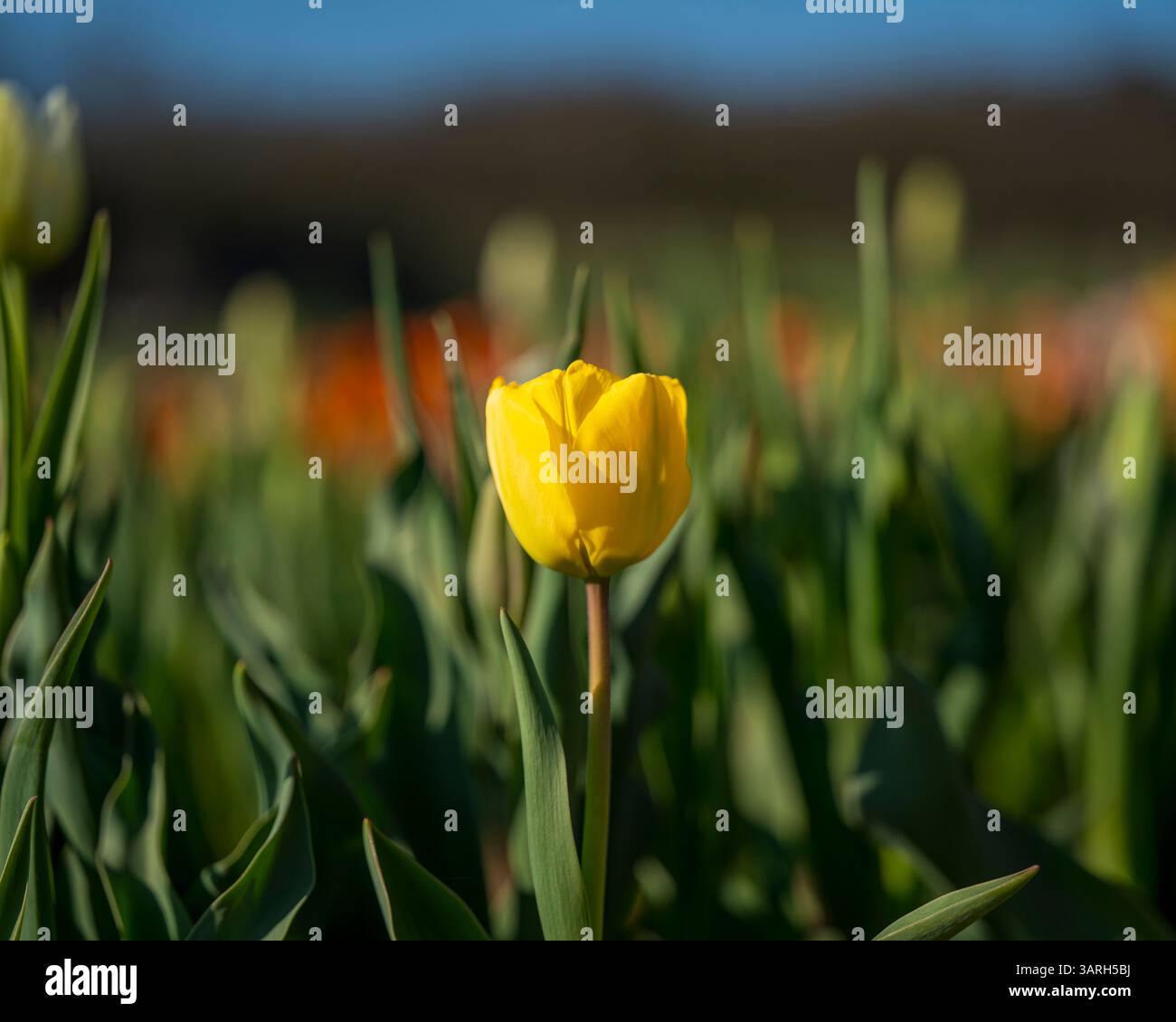 Bellissimo giardino primaverile. bellissimo giardino di tulipani con molti fiori in fiore. Foto Stock