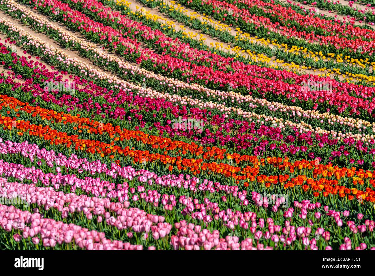 Bellissimo giardino primaverile. bellissimo giardino di tulipani con molti fiori in fiore. Foto Stock