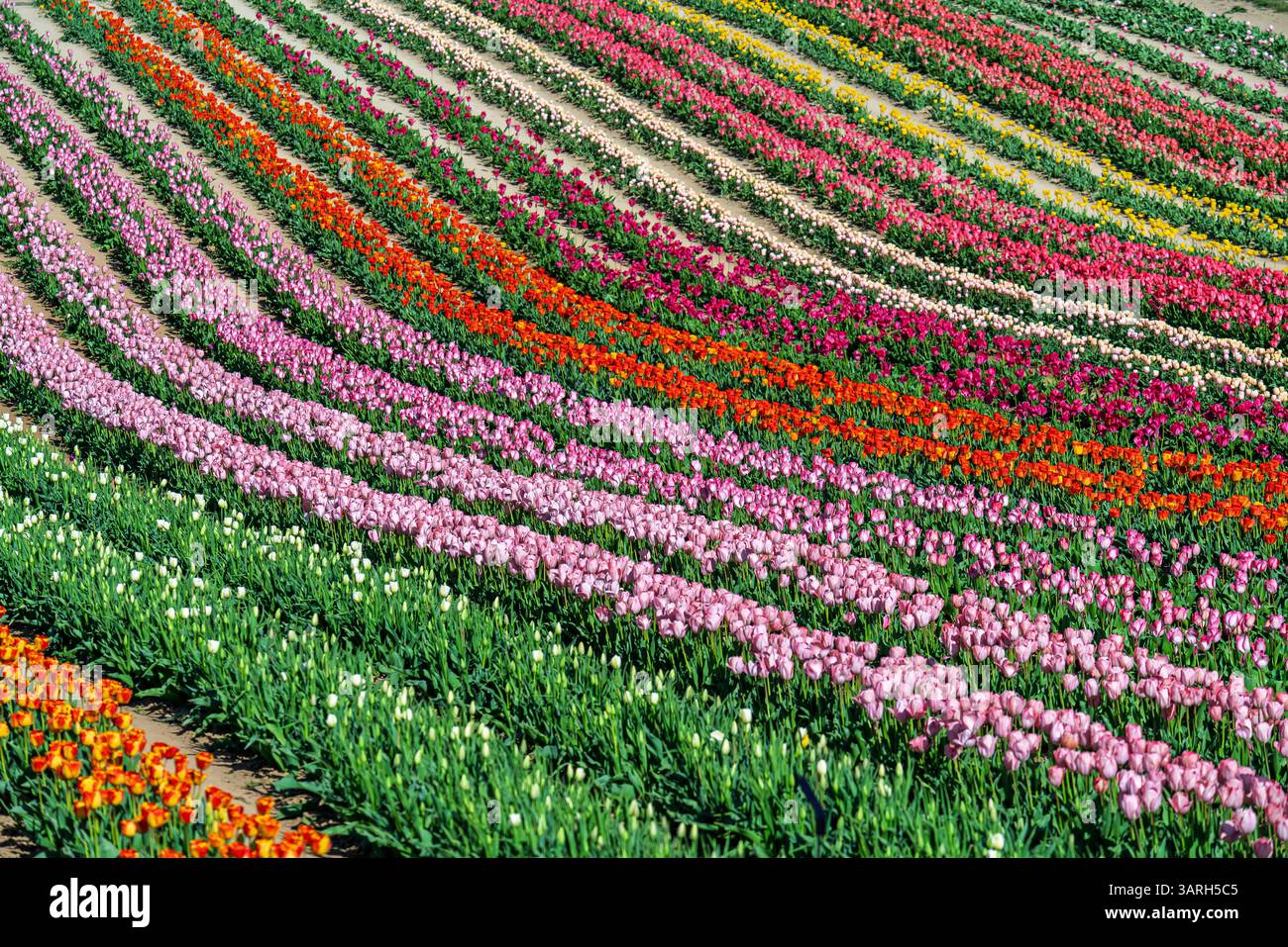 Bellissimo giardino primaverile. bellissimo giardino di tulipani con molti fiori in fiore. Foto Stock