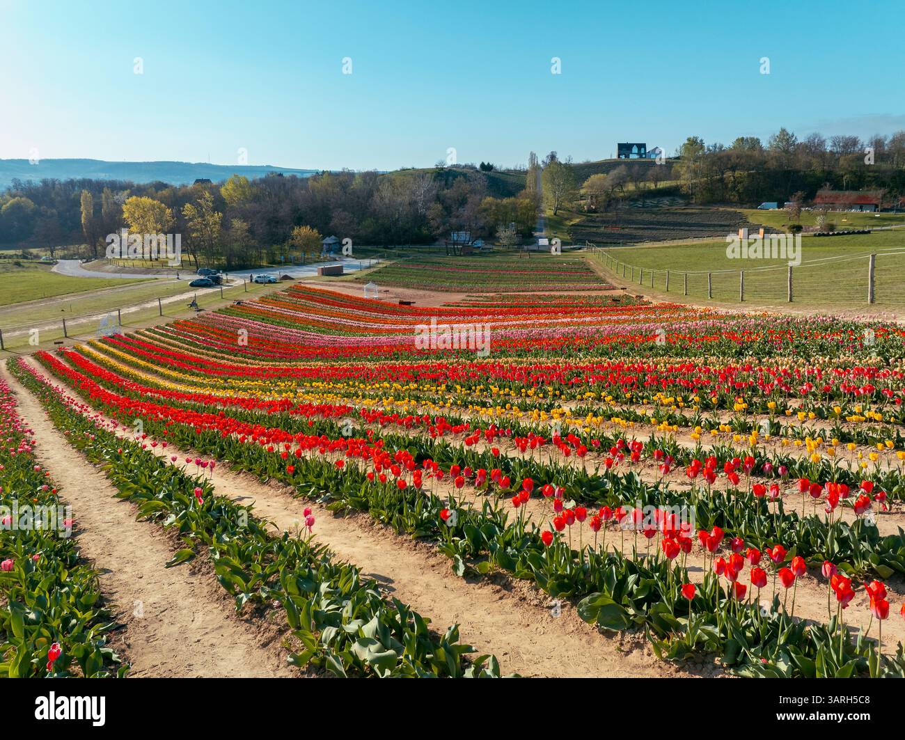 Bellissimo giardino primaverile. bellissimo giardino di tulipani con molti fiori in fiore. Foto Stock