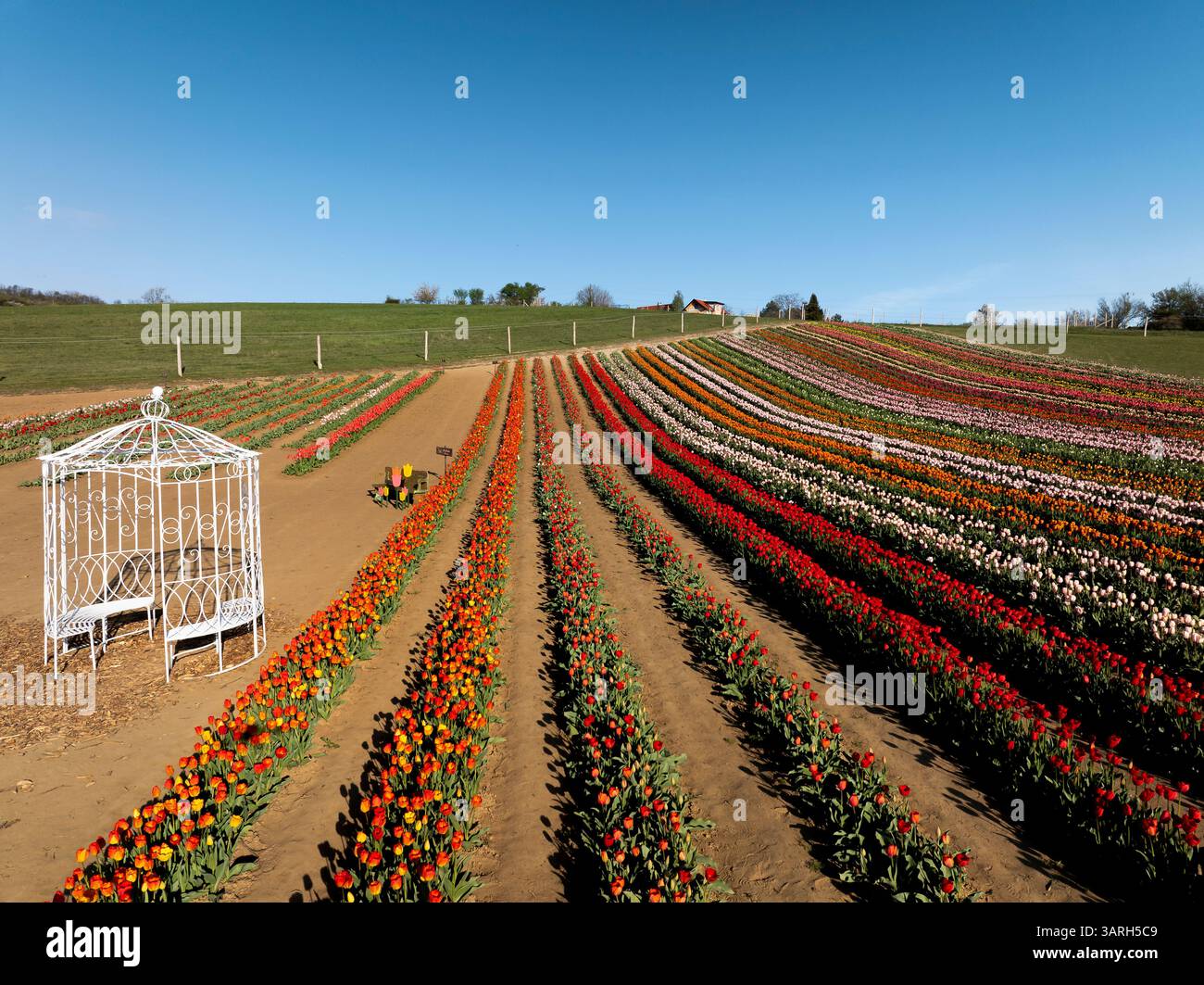 Bellissimo giardino primaverile. bellissimo giardino di tulipani con molti fiori in fiore. Foto Stock