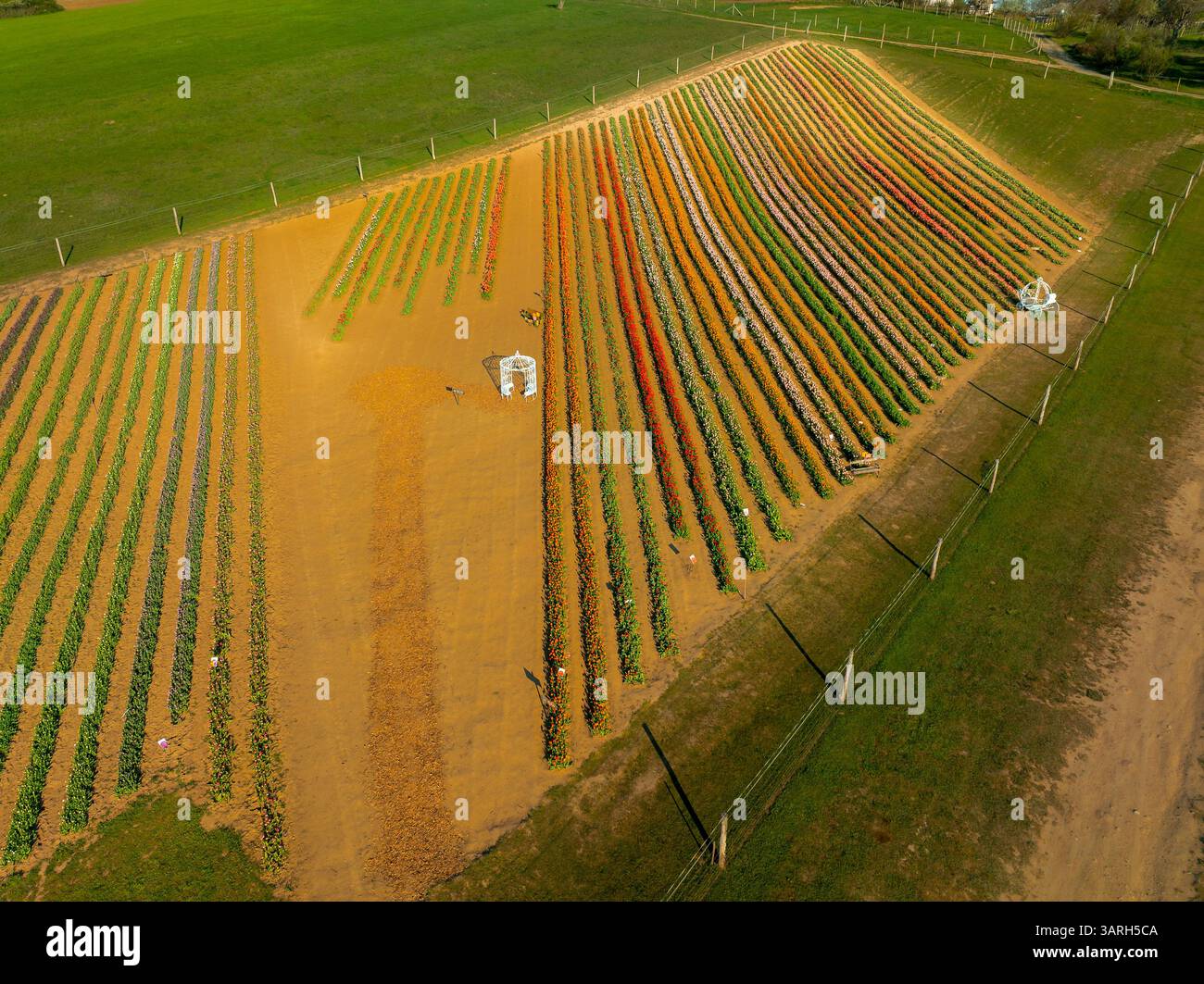 Bellissimo giardino primaverile. bellissimo giardino di tulipani con molti fiori in fiore. Foto Stock