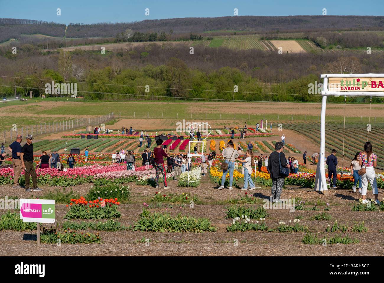 Bellissimo giardino primaverile. bellissimo giardino di tulipani con molti fiori in fiore. Foto Stock