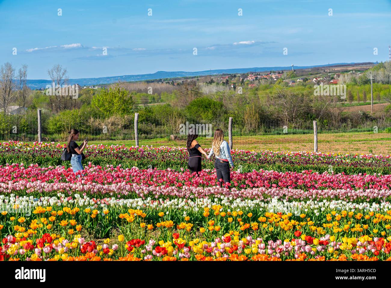 Bellissimo giardino primaverile. bellissimo giardino di tulipani con molti fiori in fiore. Foto Stock