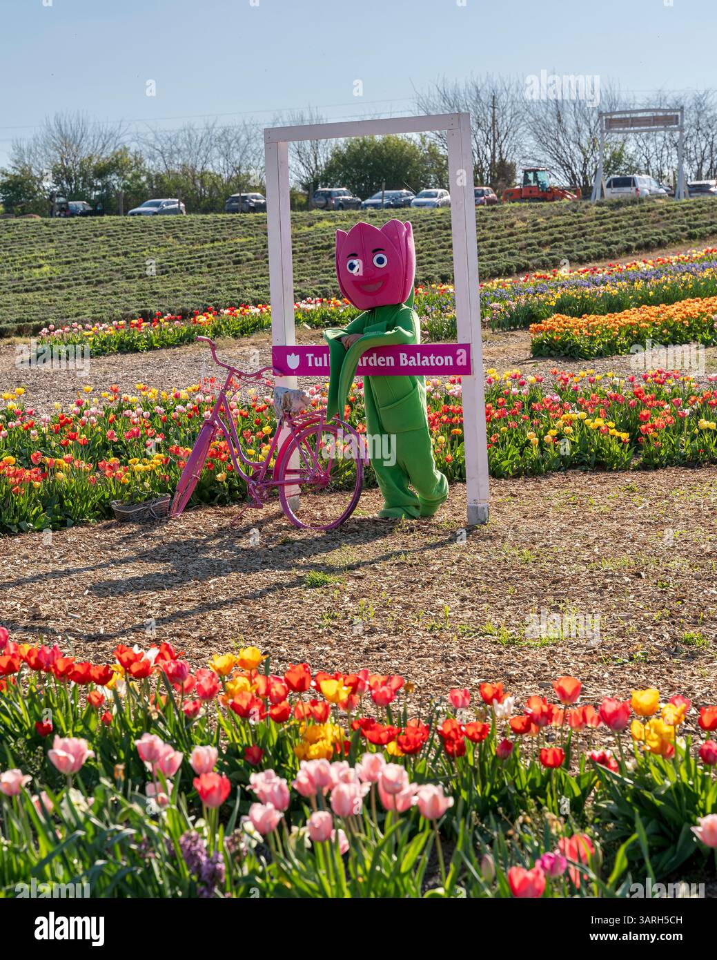 Bellissimo giardino primaverile. bellissimo giardino di tulipani con molti fiori in fiore. Foto Stock