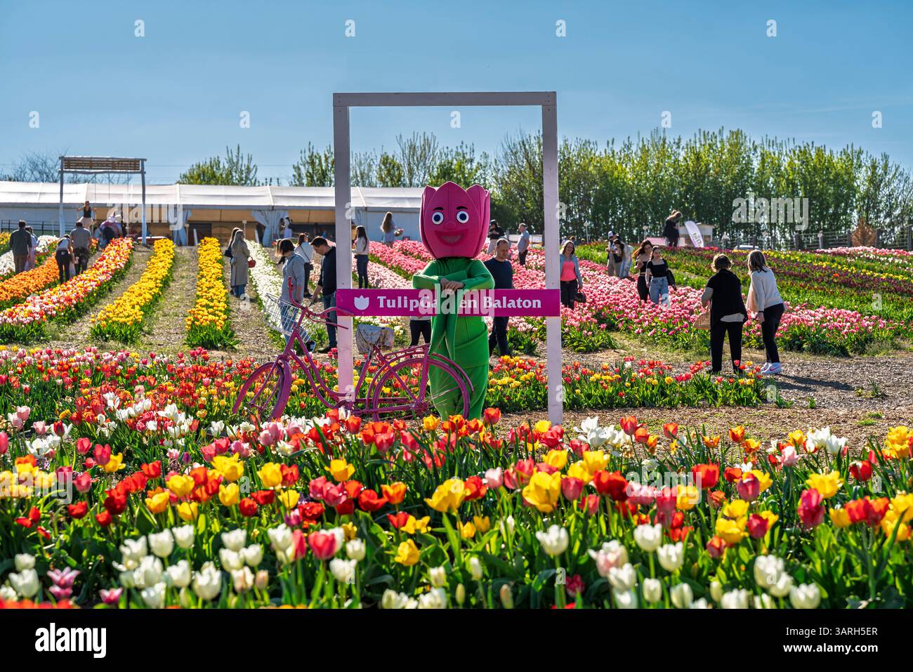 Bellissimo giardino primaverile. bellissimo giardino di tulipani con molti fiori in fiore. Foto Stock
