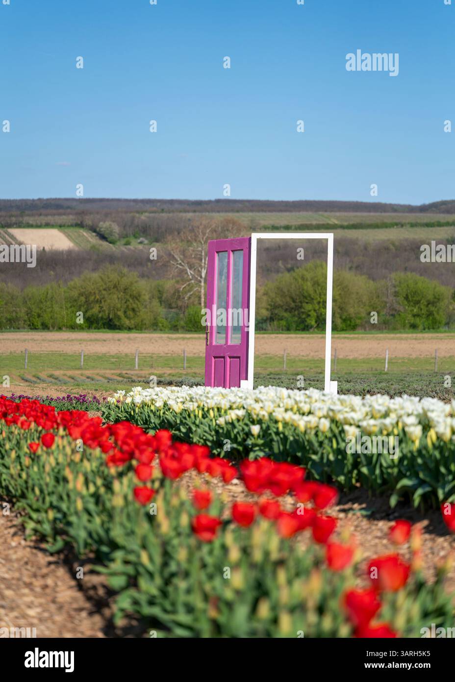 Bellissimo giardino primaverile. bellissimo giardino di tulipani con molti fiori in fiore. Foto Stock