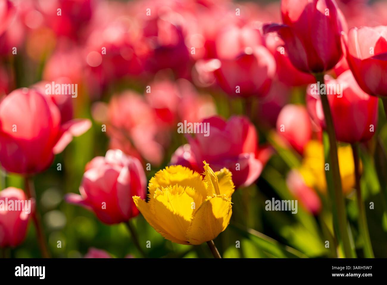 Bellissimo giardino primaverile. bellissimo giardino di tulipani con molti fiori in fiore. Foto Stock