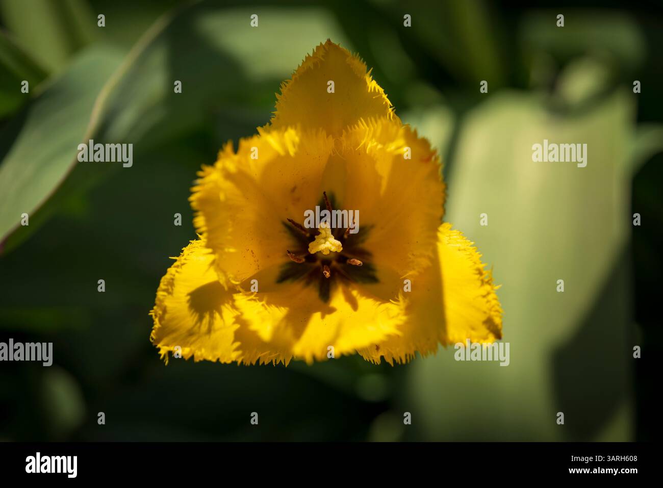 Bellissimo giardino primaverile. bellissimo giardino di tulipani con molti fiori in fiore. Foto Stock