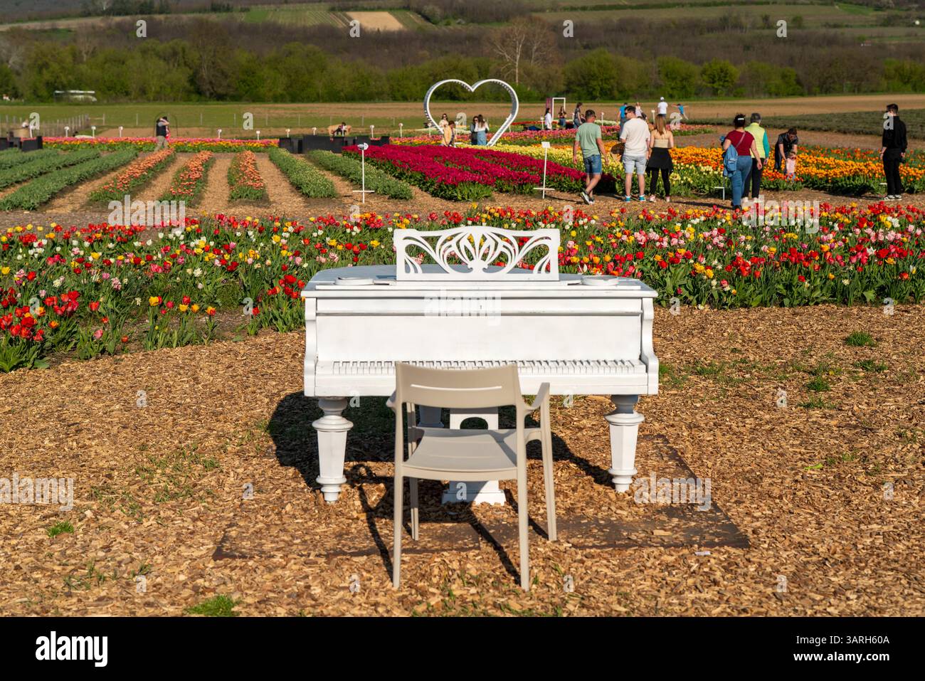 Bellissimo giardino primaverile. bellissimo giardino di tulipani con molti fiori in fiore. Foto Stock