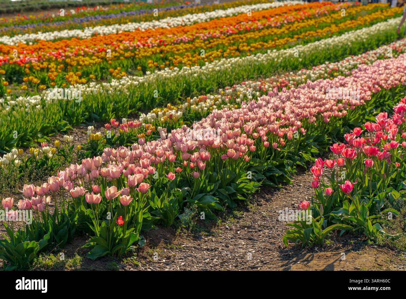 Bellissimo giardino primaverile. bellissimo giardino di tulipani con molti fiori in fiore. Foto Stock