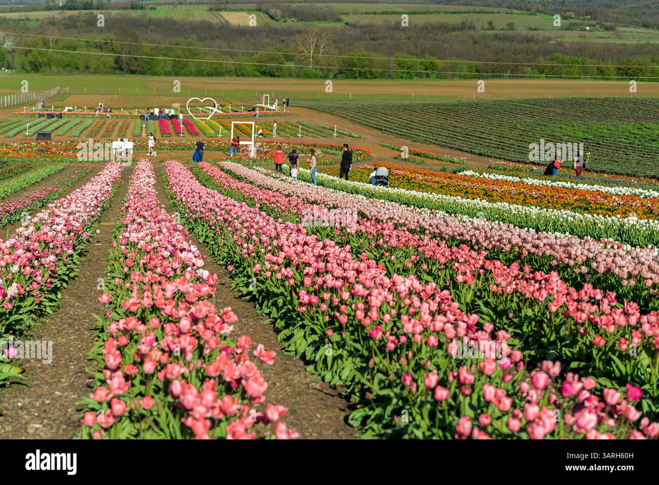 Bellissimo giardino primaverile. bellissimo giardino di tulipani con molti fiori in fiore. Foto Stock