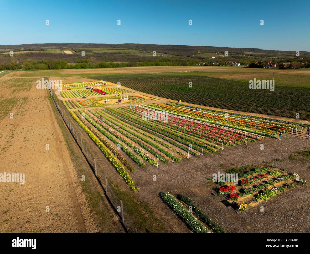 Bellissimo giardino primaverile. bellissimo giardino di tulipani con molti fiori in fiore. Foto Stock
