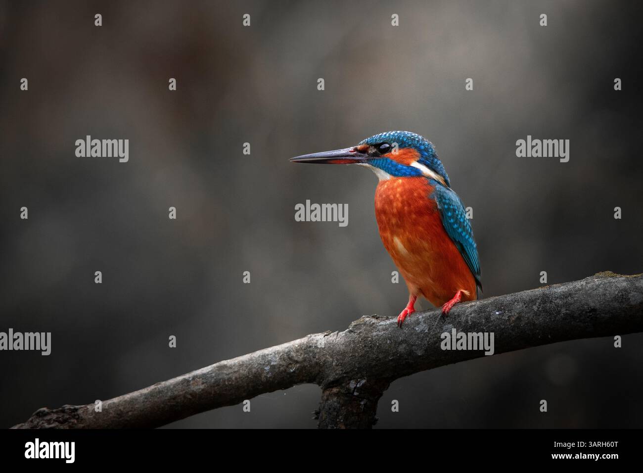 Un kingfisher dai colori vivaci (Alcedo atthis) si trova su un ramo, con le sue impressionanti piume blu e arancione che contrastano con il buio Foto Stock