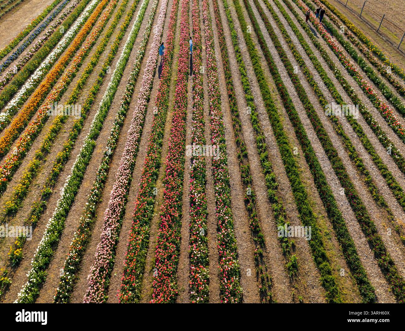 Bellissimo giardino primaverile. bellissimo giardino di tulipani con molti fiori in fiore. Foto Stock
