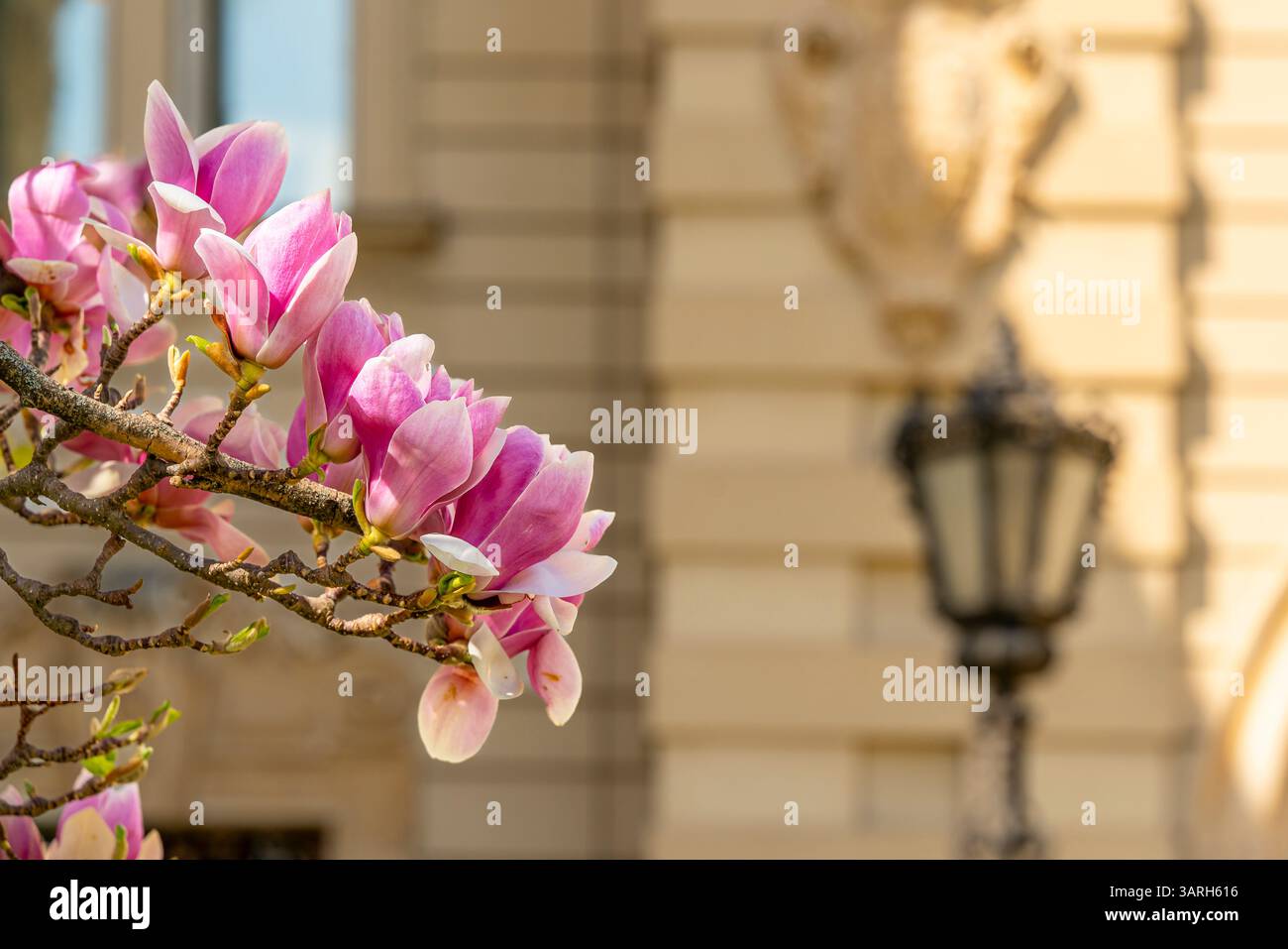 Castello di Festetics a Keszthely, in Ungheria, in primavera. Nel giardino ci sono splendidi fiori e alberi fioriti. L'erba è verde. Foto Stock