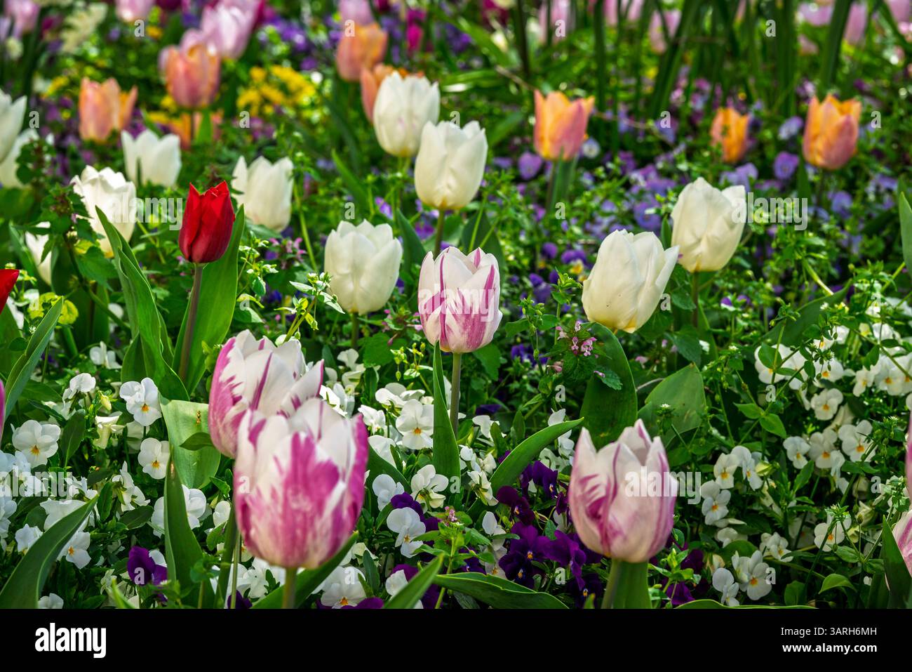 Concentrati sui grandi tulipani colorati nel parco sul mare di hitachi Foto Stock
