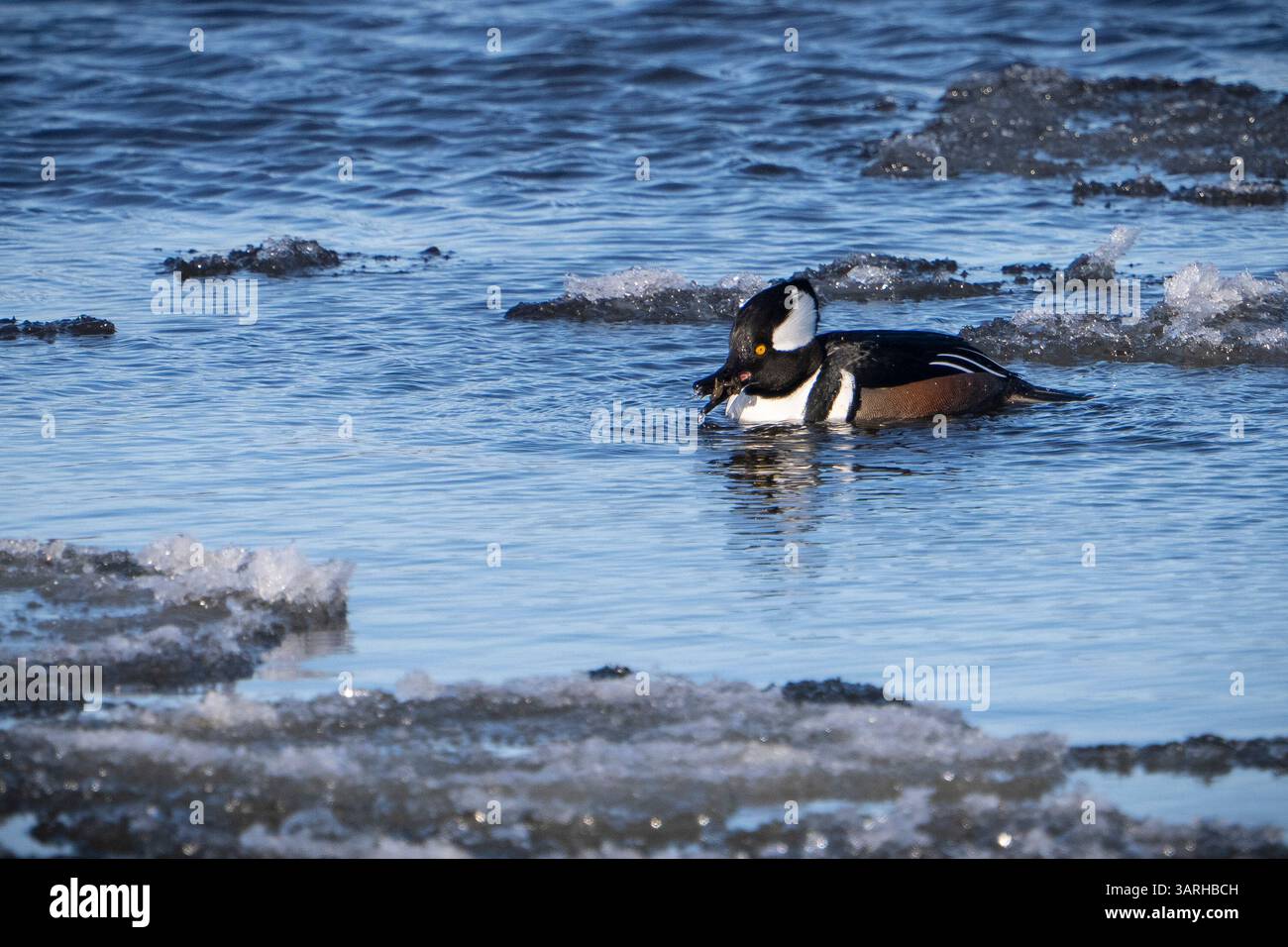 Anatra di merganser incappucciati maschio che riposa nelle acque gelide del St. Lawrence River in inverno. Foto Stock