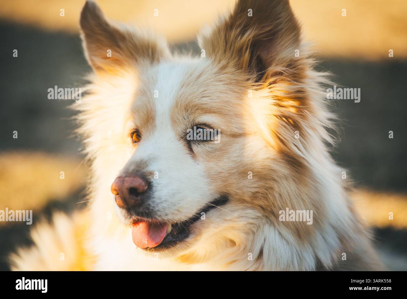 Collie di bordo Foto Stock