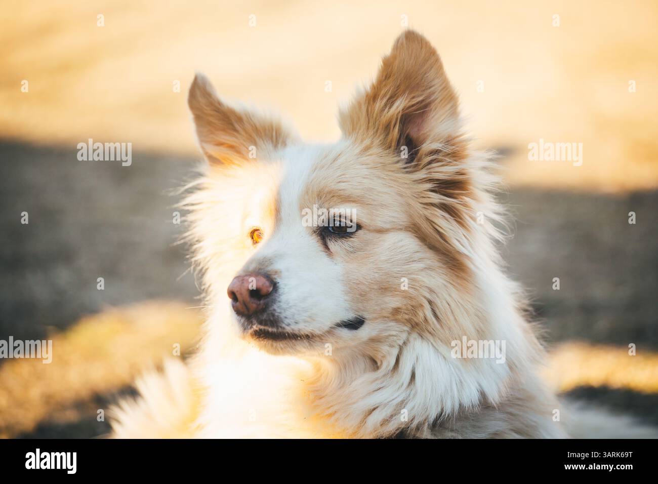 Collie di bordo Foto Stock