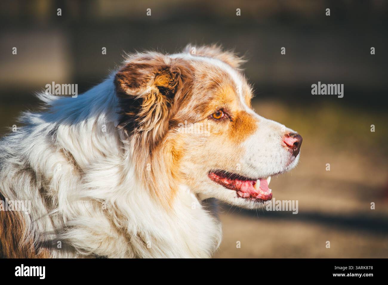 Collie di bordo Foto Stock