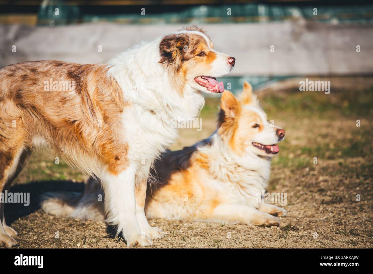 Border Collie Foto Stock